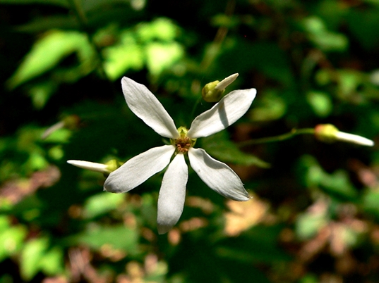 {Gillenia stipulata}